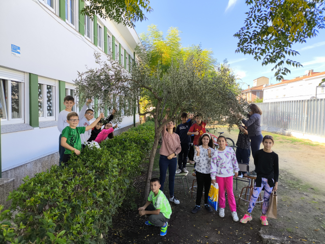 Recolecta de aceitunas 4º